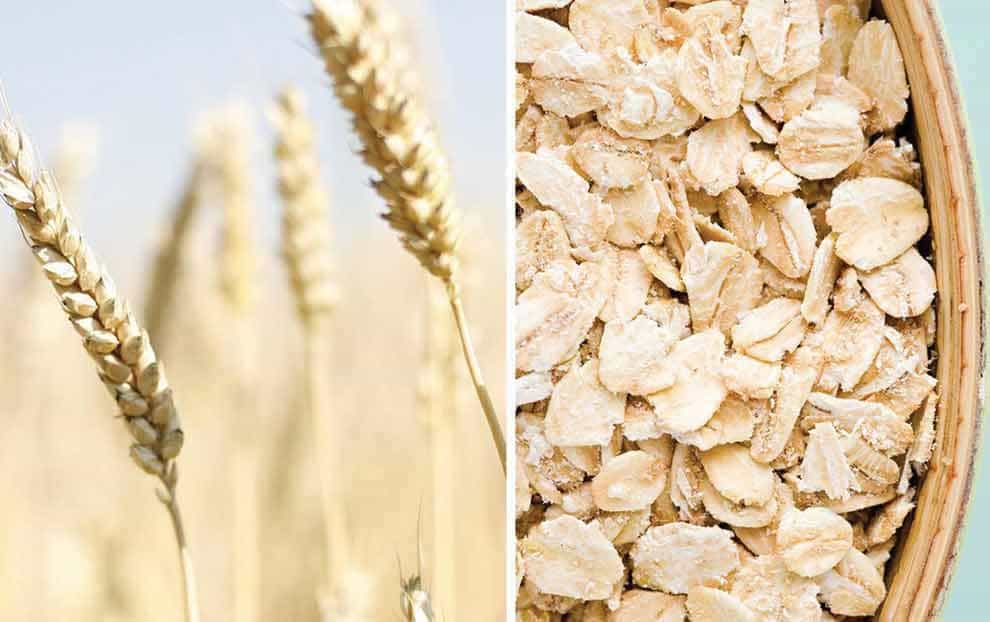 تصویر 2 از بهترین جو دو سر پرک  + قیمت خرید عالی